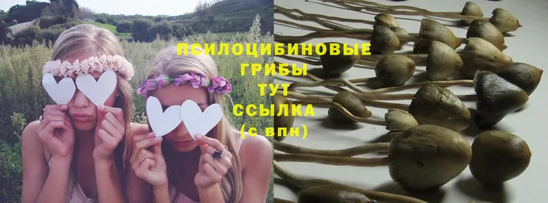 Псилоцибиновые грибы Psilocybe  Алупка 